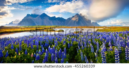 Panorama of Blooming lupine flowers on the Stokksnes headland on southeastern Icelandic coast. Iceland, Europe. Artistic style post processed photo. Royalty-Free Stock Photo #455260339