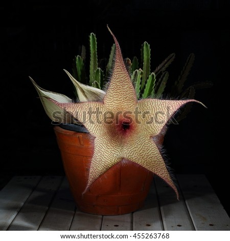 Low key picture of succulent on black background, Stapelia gigantic is succulent. The flower is star shape.