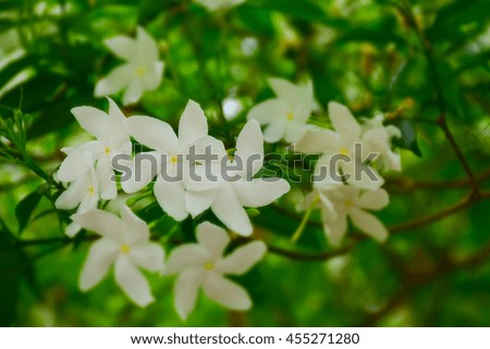 macro detail of white flowers on a tropical tree