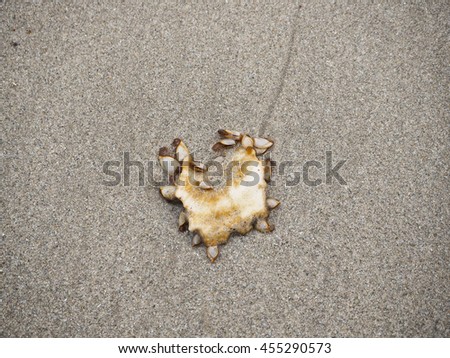 The Shell on the beach, it still alive by breathing.