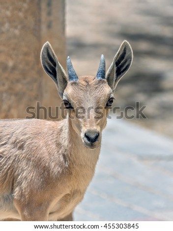 Nubian ibex (Capra nubiana) in Mizpe Ramon - Israel.