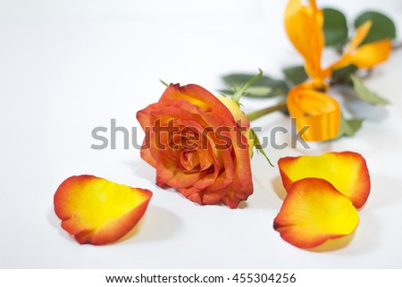 orange roses on white background
