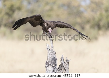 Hooded Vulture at Moremi Botswana