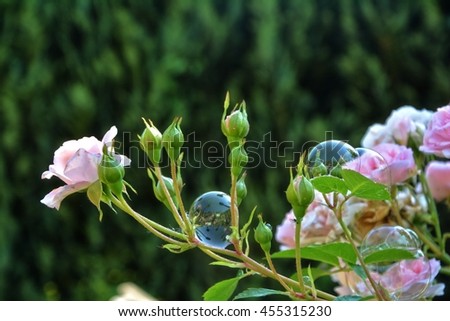 Soap bubble on pink rose in nature