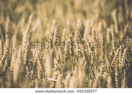 Yellow wheat field close up macro photograph with abstract texture - vintage toned image