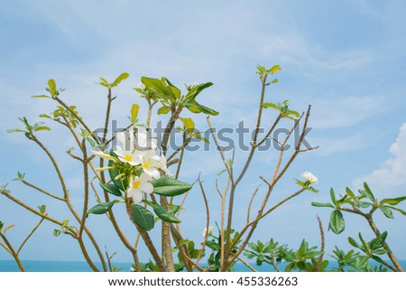 Plumeria white, blue sky.