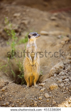 Meerkat, suricate
