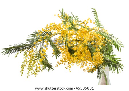 beautiful yellow mimosa isolated on white background