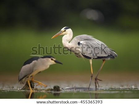 Two waders, Grey Heron and Black-crowned Night Heron in shallow water. Ground level photography, abstract green background. Moravia wetlands, Europe.