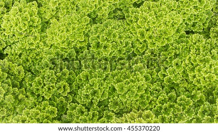 Green fern leaves