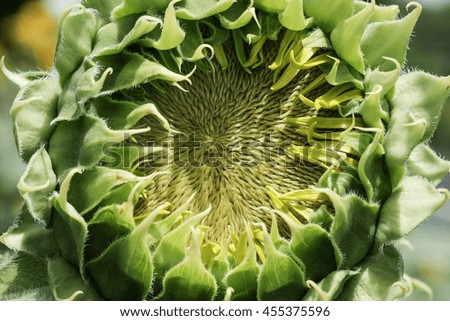 Closeup of sunflower bud
