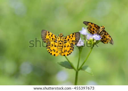  Zigzag Flat butterflies , Beautiful Butterflies on Flowers 
