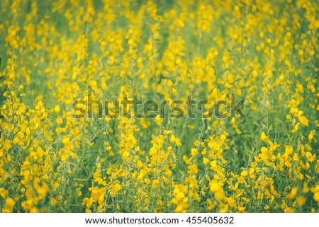 Crotalaria flower in a meadow ,Surat Thani,Thailand,vintage picture style