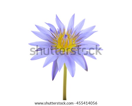 Lotus flower Isolated with a white background.