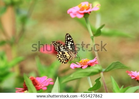 lime butterfly on pink flower blur background