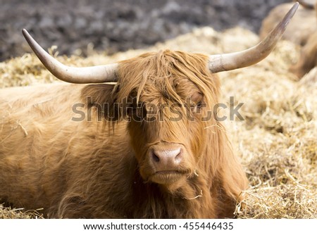 Highland cattle laying in the hay.