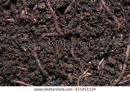 Worm, Group of Earthworm