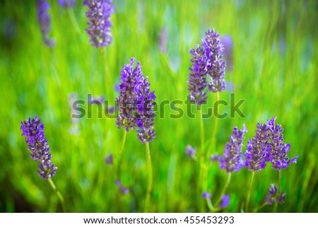 Blooming Lavender bush in a shallow depth of field backlight is soft sunlight filled. Traditional European Mediterranean Agriculture. Blurred summer background of lavender flowers.