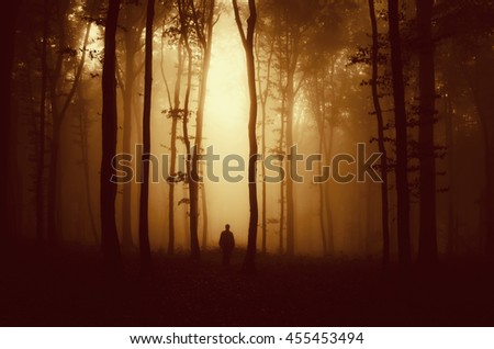 sunset light in mysterious forest