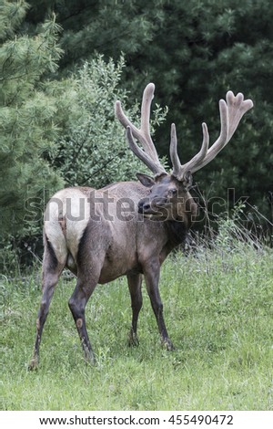 Bull Elk in Velvet - Photograph taken in Elk County, Elk State Forest, Benezette, Pennsylvania