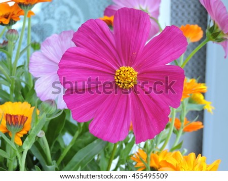 Bright and Beautiful Cosmos Flower.field of blooming yellow flowers.
Closeup image of beautiful flowers wall background.Top view.Springtime concept.garden background with copy space.Floral arrangement