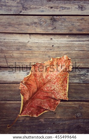A Dry Teak Leaf Texture Dead Leaf background Nature Degign.