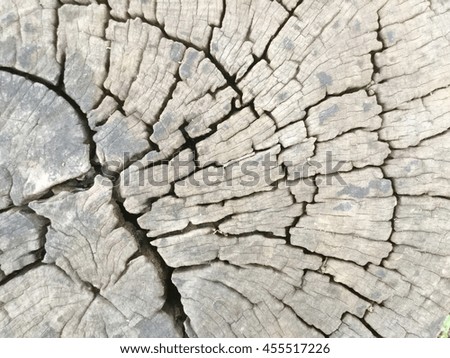 Tree stump cut, wooden background from top view. Black and white monochrome photo.