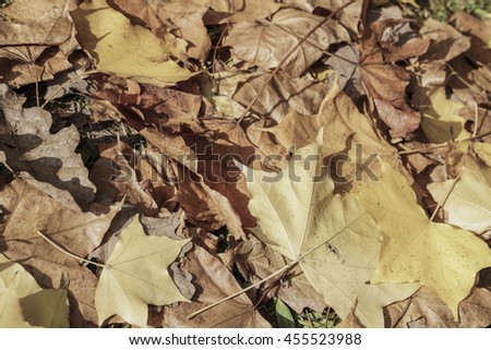 dried autumn leaves as a background