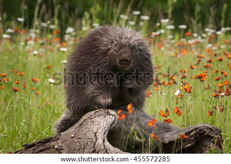 Porcupine (Erethizon dorsatum) Looks Straight Out - captive animal