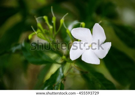 macro detail of white flower on a tropical tree