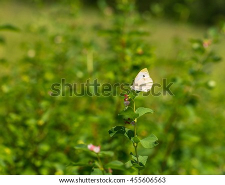Beautiful butterfly sitting on flower. Insect macro photographed at summer