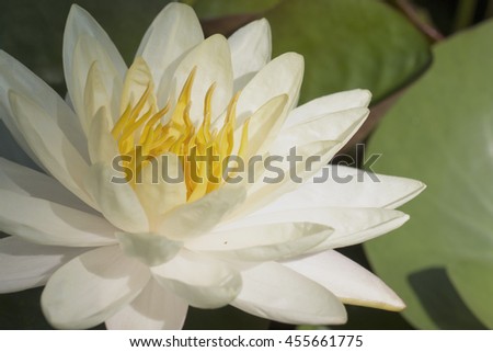 white lotus and big leaf on pool