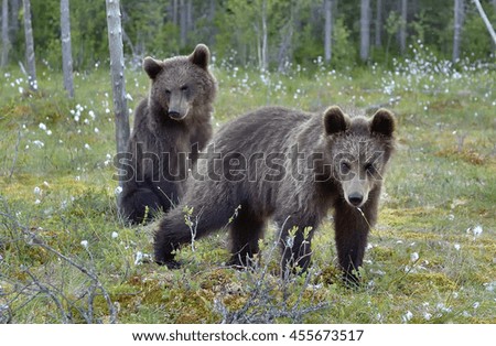 The cubs of wild brown bear (Ursus arctos) in a summer meadow. Natural green background