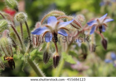 Hairy "Starflowers" with buds (or Common Borage, Cool-tankard, Tailwort) in St. Gallen, Switzerland. Its Latin name is Borago Officinalis.
