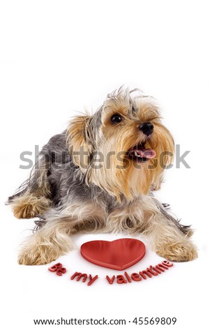  picture of a yorkshire terrier with a 3d heart saying: be my valentine
