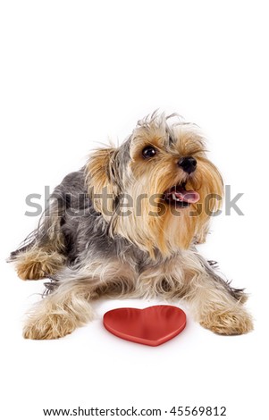  picture of a yorkshire terrier with a 3d heart