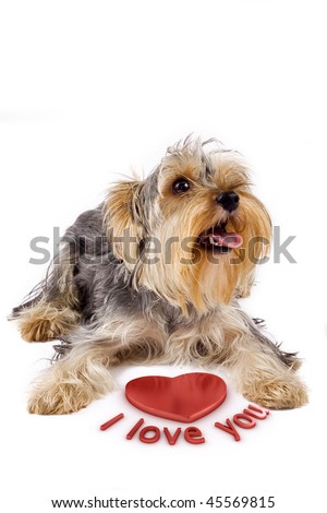  picture of a yorkshire terrier with a 3d heart saying: i love you