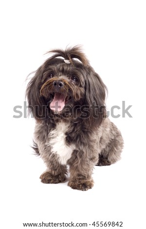 picture of a curious black bichon over white background