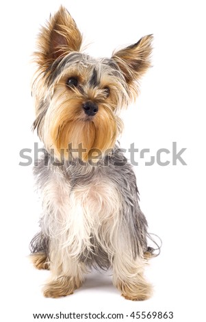 picture of a very cute  Yorkshire Terrier in front of a white background