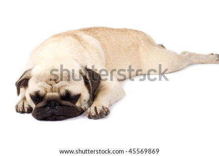 picture of a pug sleeping over white background