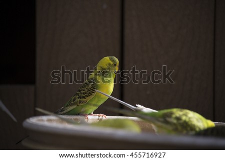 Parakeet budgies feeding