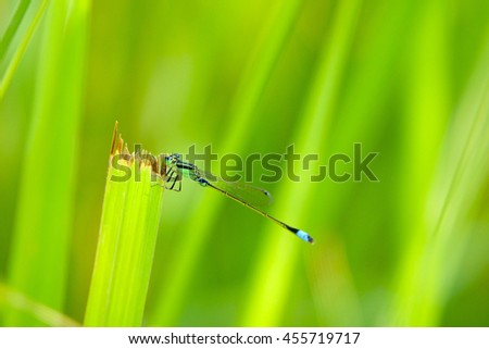 Dragonfly with green leaf blurry background,select focus with shallow depth of field.