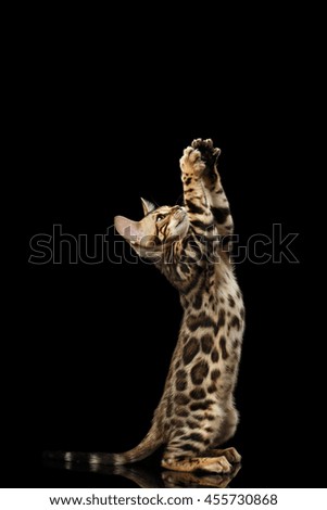 Little Bengal Kitty Standing on hind legs and Playful Raising up Paws, Isolated Black Background, Side view