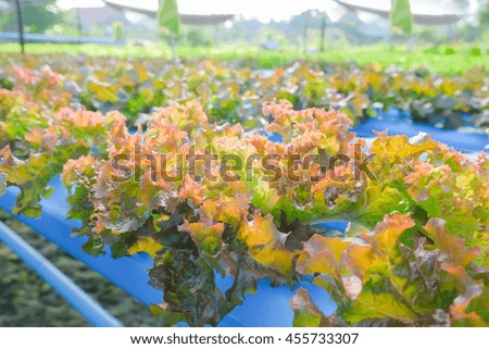 a  selective focus picture of organic vegetable in hydroponic farm of Thailand.future agriculture for safety food