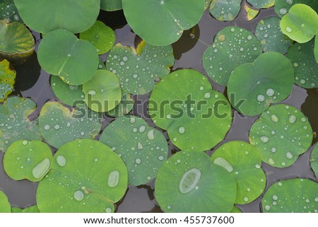 Texture with leaves of water lilies