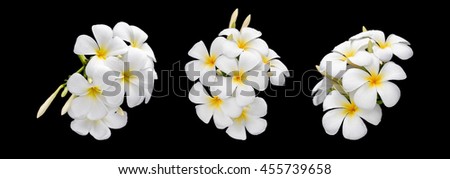 Set of white and yellow tropical flowers, Frangipani, Plumeria isolated on black background