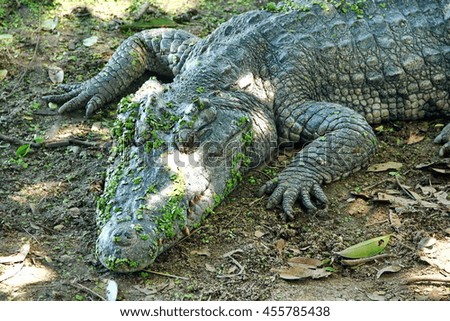 mystery of crocodile