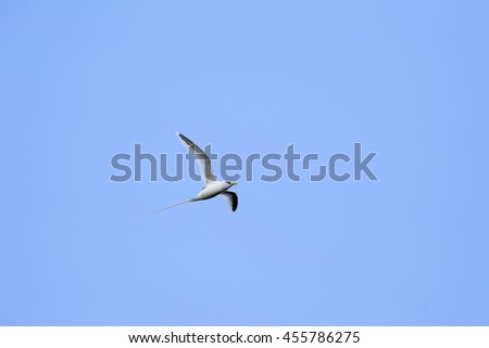 White-tailed tropicbird (Phaethon lepturus) flying high over mainland Mauritius, photographed against a deep blue sky in June. Royalty-Free Stock Photo #455786275