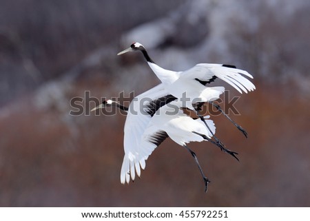 Flying white birds Red-crowned cranes, Grus japonensis, with open wing, trees ad snow in background, Hokkaido, Japan. Wildlife scene from wintery Asia.