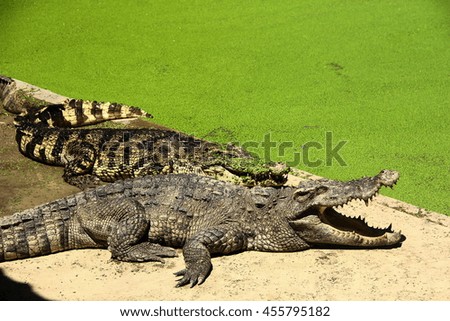 Crocodile is dangerous